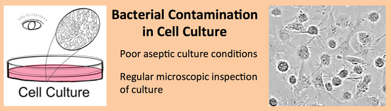 Bacterial Contamination In Cell Culture Laboratory Notes