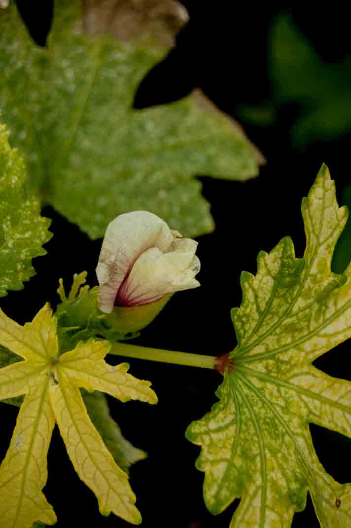 Abelmoschus esculentus