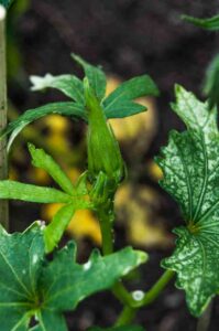 Abelmoschus esculentus