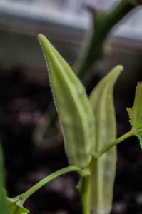 Abelmoschus esculentus