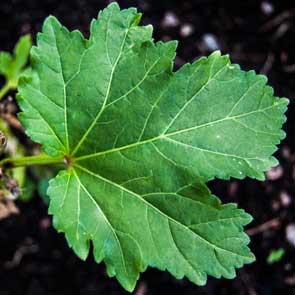 Abelmoschus esculentus