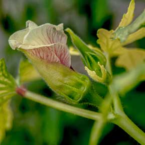 Abelmoschus esculentus