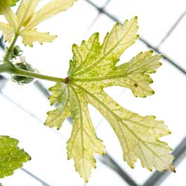 Abelmoschus esculentus