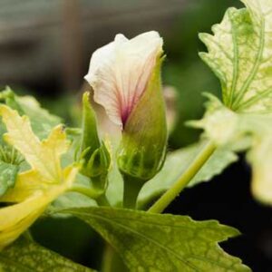 Abelmoschus esculentus