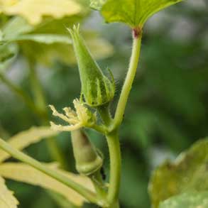 Abelmoschus esculentus