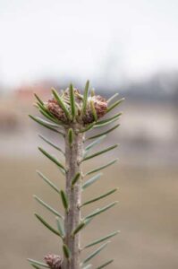 Abies alba