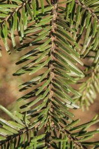 Abies alba