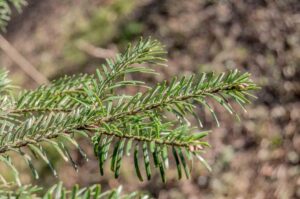 Abies alba