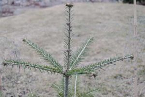 Abies alba