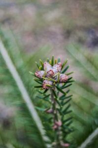 Abies alba