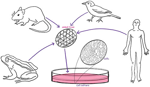 Cell Culture Cell culture overview