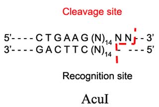 AcuI Restriction Enzyme