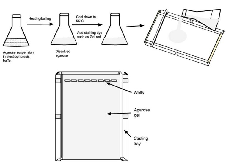 Protocol Preparation of Agarose Gel for DNA Analysis Laboratory Notes