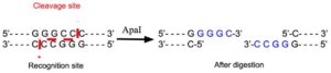Apa1 Restriction Enzyme