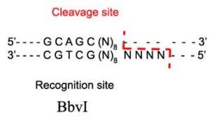 BbvI Restriction Enzyme