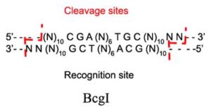 Bcg1 Restriction Enzyme