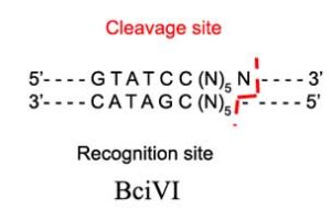 BciVI-restriction-enzyme