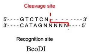 BcoDI Restriction Enzyme