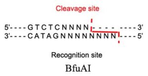 BfuaI Restriction Enzyme