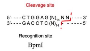 BpmI Restriction Enzyme