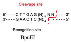 BpuEI Restriction Enzyme