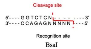 Bsa1 Restriction Enzyme