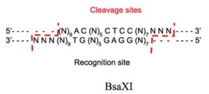 BsaX1 Restriction Enzyme