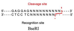 BseR1 Restriction Enzyme