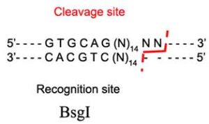 BsgI Restriction Enzyme
