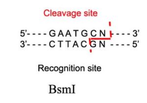 BsmI Restriction Enzyme