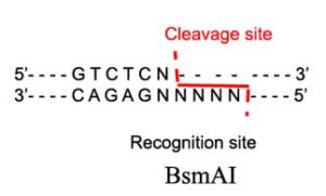 BsmA1 Restriction Enzyme