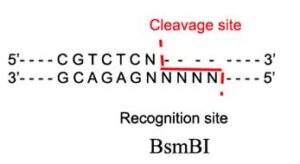 BsmB1 Restriction Enzyme