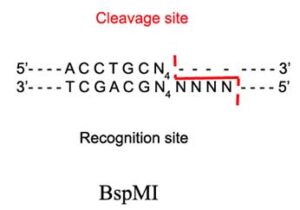 BspMI Restriction Enzyme