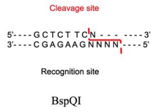 BspQI Restriction Enzyme