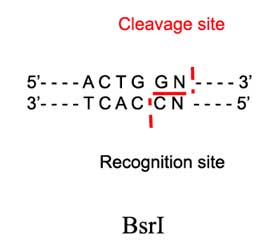 BsrI Restriction Enzyme