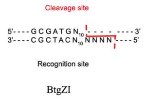 BtgZI Restriction Enzyme