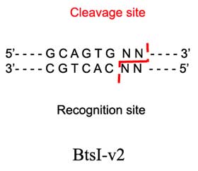 BtSI-v2 Restriction Enzyme