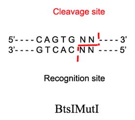 BtsIMutI Restriction Enzyme