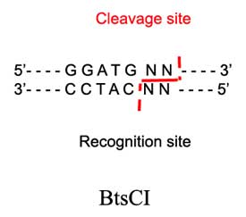 BtsCI Restriction Enzyme
