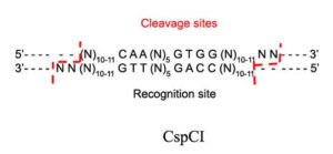 CspC1 Restriction Enzyme