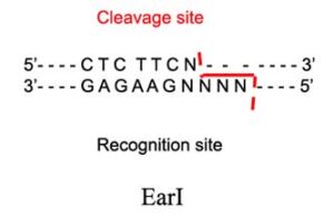 EarI Restriction Enzyme