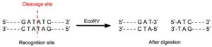 EcoRV Restriction Enzyme