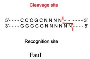 FauI Restriction Enzyme