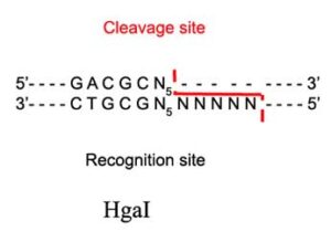 HgaI Restriction Enzyme
