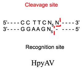 HpyAV Restriction Enzyme