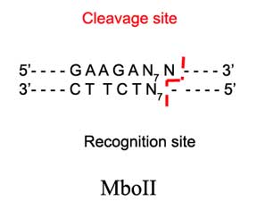 MboII Restriction Enzyme