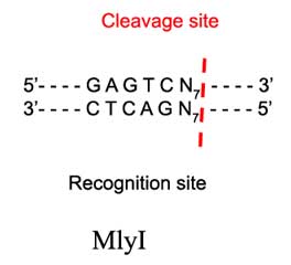 MlyI Restriction Enzyme