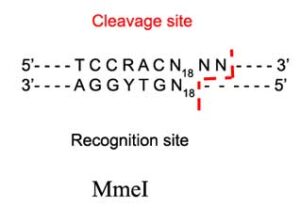 MmeI Restriction Enzyme