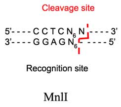 MnlI Restriction Enzyme