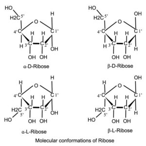Molecular conformations of Ribose